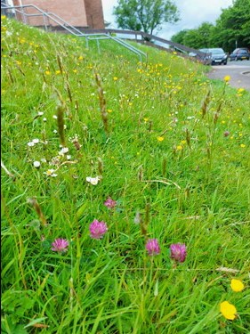 wild flowers in uncut grass