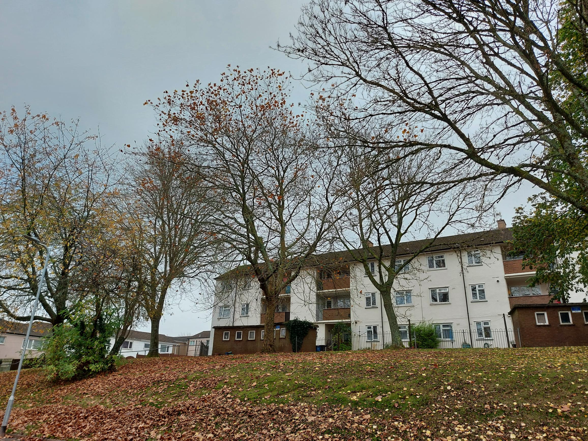 diseased ash trees