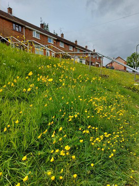 Uncut grass