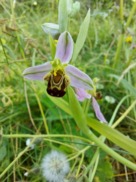 Wild flowers and pollinators in uncut grass